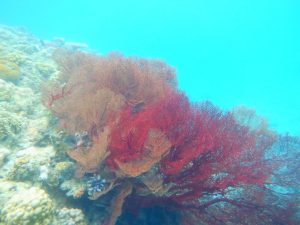 赤サンゴ2