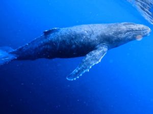 クジラ1