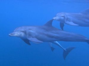 イルカ2