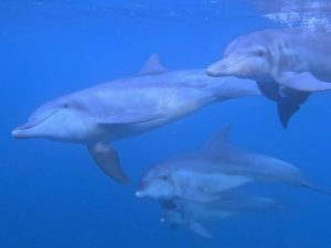 イルカ4